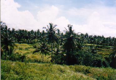 bali07.jpg (23916 oCg)
